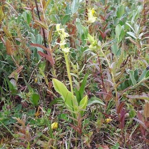 Liparis loeselii Flower