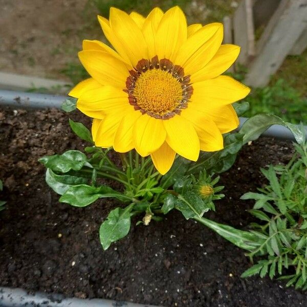 Gazania linearis Flower