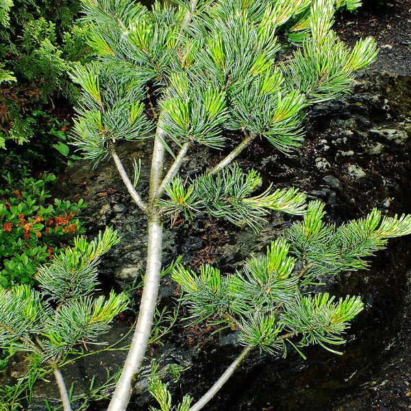 Pinus parviflora Leaf