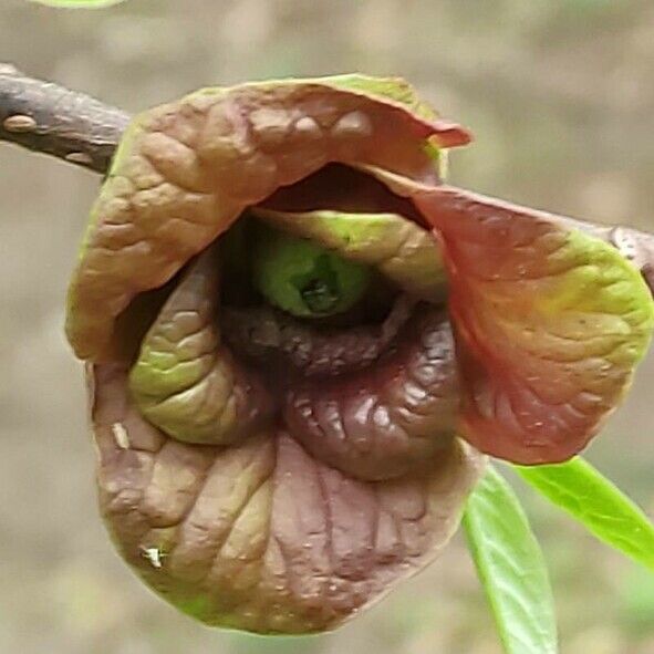 Asimina triloba Blüte