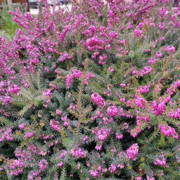 Erica carnea Kwiat