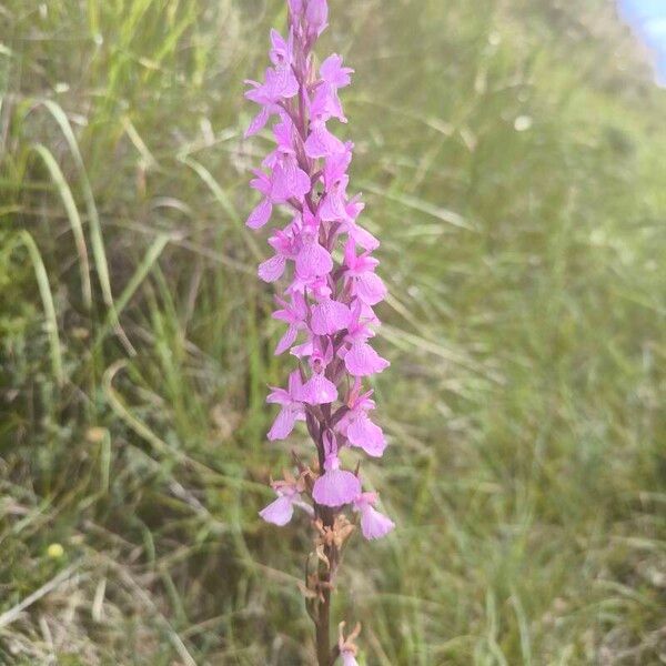 Dactylorhiza elata Floare