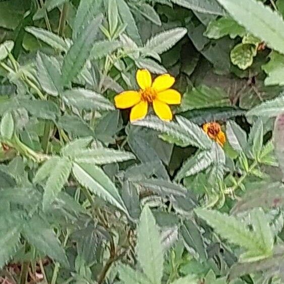 Tagetes lemmonii Kukka