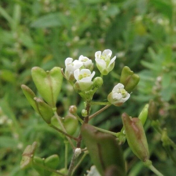 Capsella bursa-pastoris Цвят