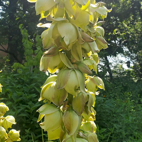 Yucca glauca Blodyn