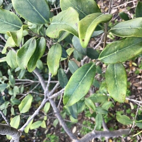 Chionanthus foveolatus Hoja