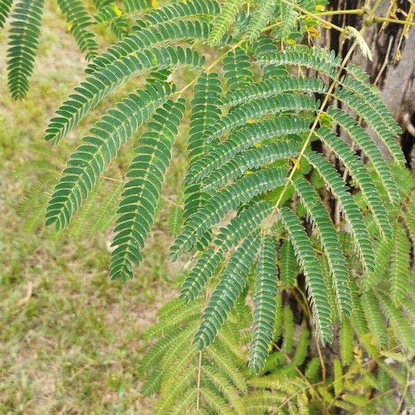 Albizia julibrissin Folha