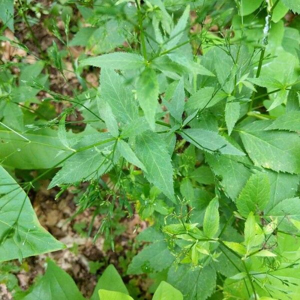 Cryptotaenia canadensis 葉