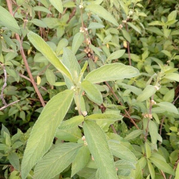 Lippia origanoides Leaf