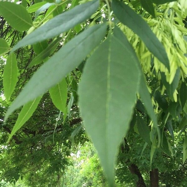 Fraxinus excelsior Blad