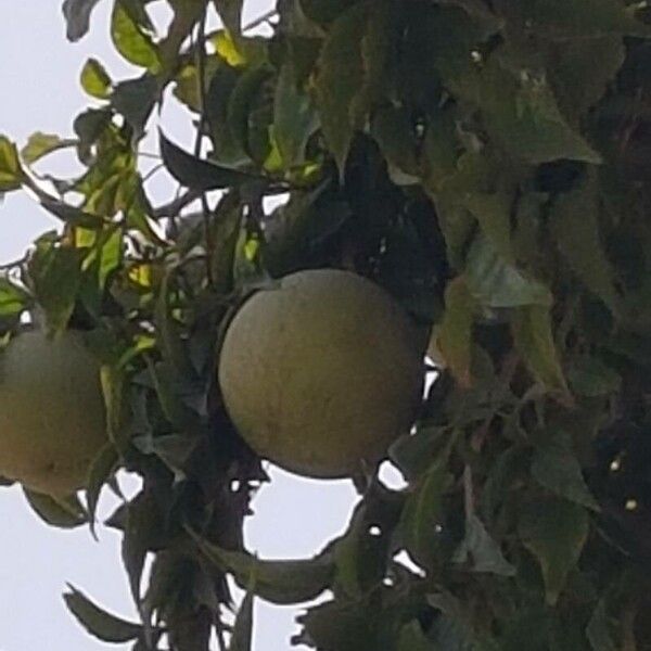 Aegle marmelos Fruit