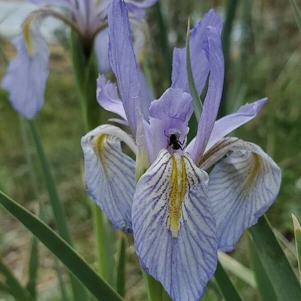 Iris missouriensis ᱵᱟᱦᱟ