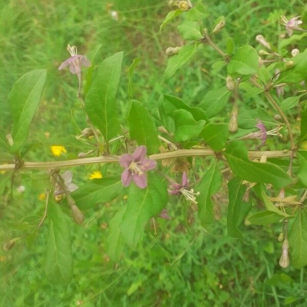 Lycium chinense Flower