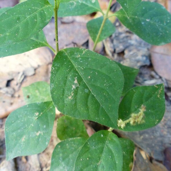 Cyathula prostrata Foglia