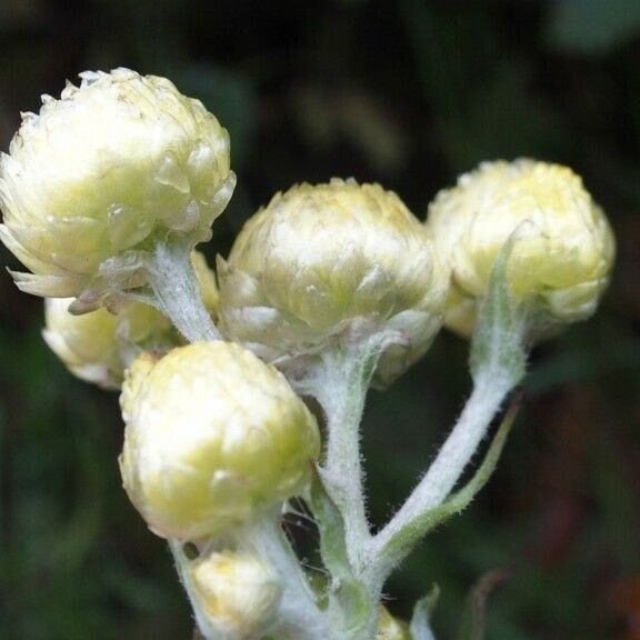 Helichrysum foetidum Flower