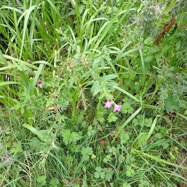 Epilobium hirsutum आदत