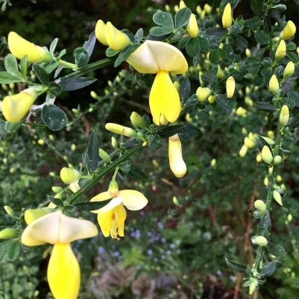 Cytisus scoparius Floare