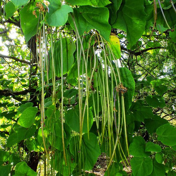 Catalpa ovata Fruto