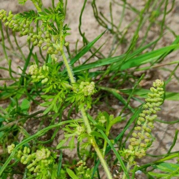 Lepidium didymum Kwiat