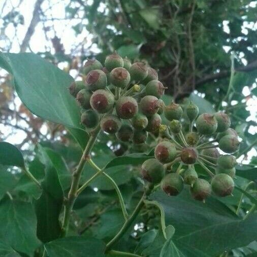 Hedera helix Fruit