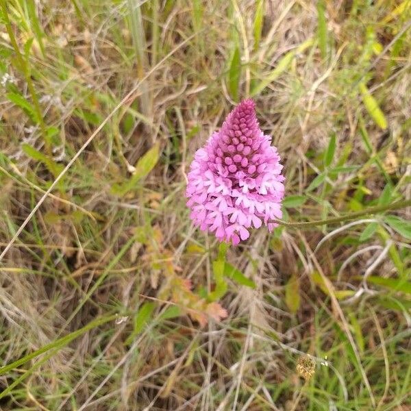 Anacamptis pyramidalis Flower