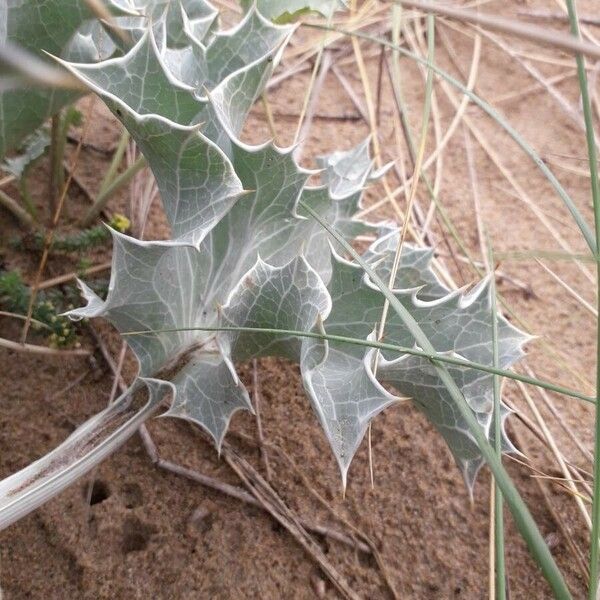 Eryngium maritimum Leht