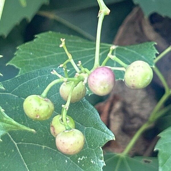 Ampelopsis cordata Frukt