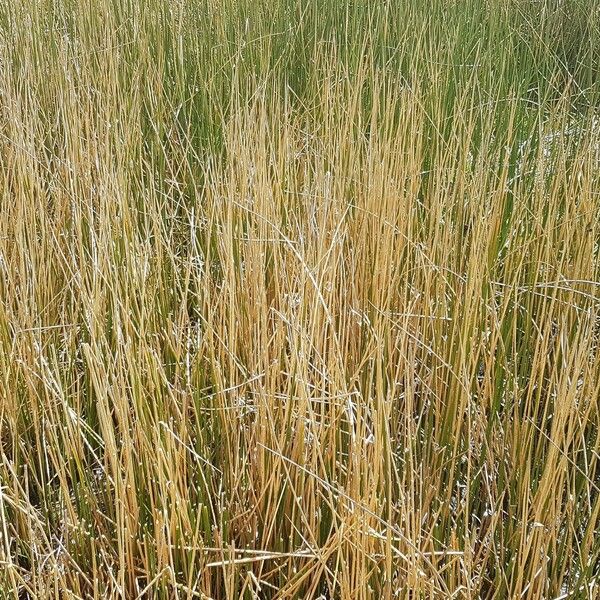 Juncus rigidus Leaf