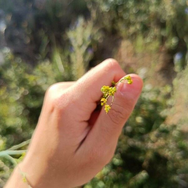 Bupleurum praealtum Blomma