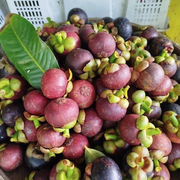 Garcinia mangostana Frucht