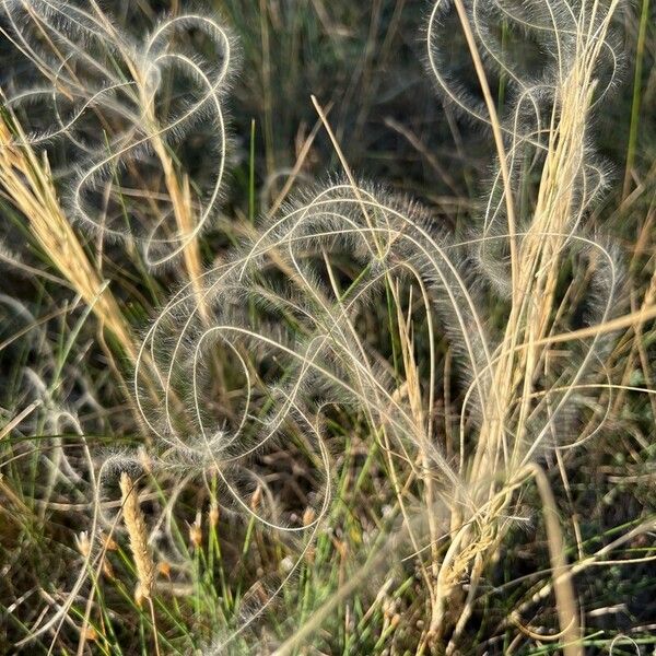 Stipa pennata Φύλλο