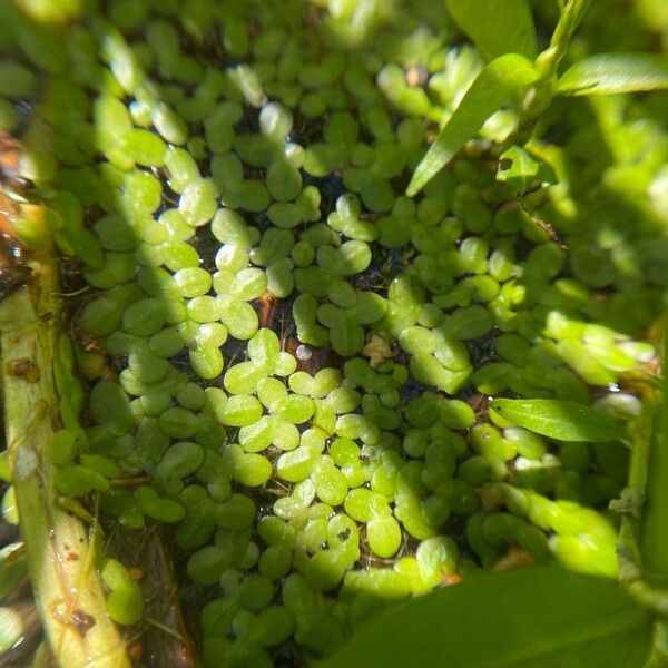 Lemna minor Feuille