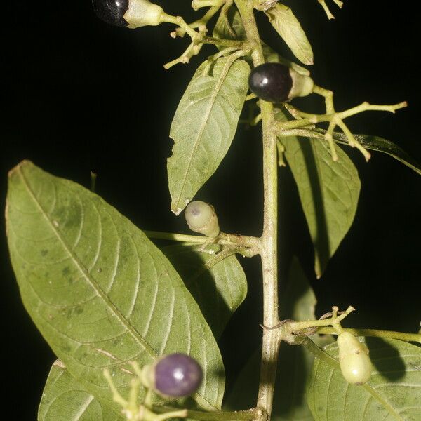 Cestrum reflexum Fruit