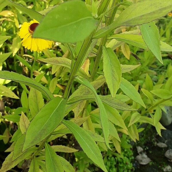 Heliopsis helianthoides برگ