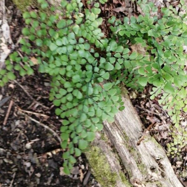 Adiantum venustum Levél