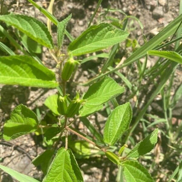 Corchorus aestuans Fruit