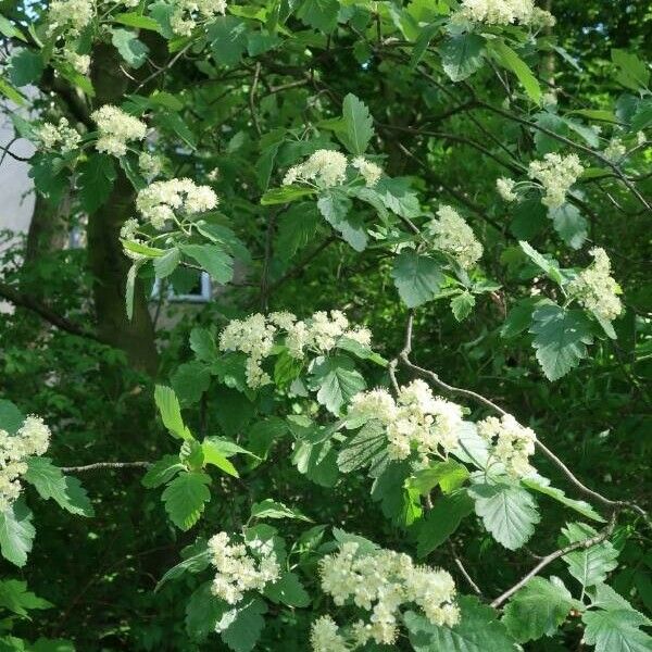 Sorbus intermedia Habitus