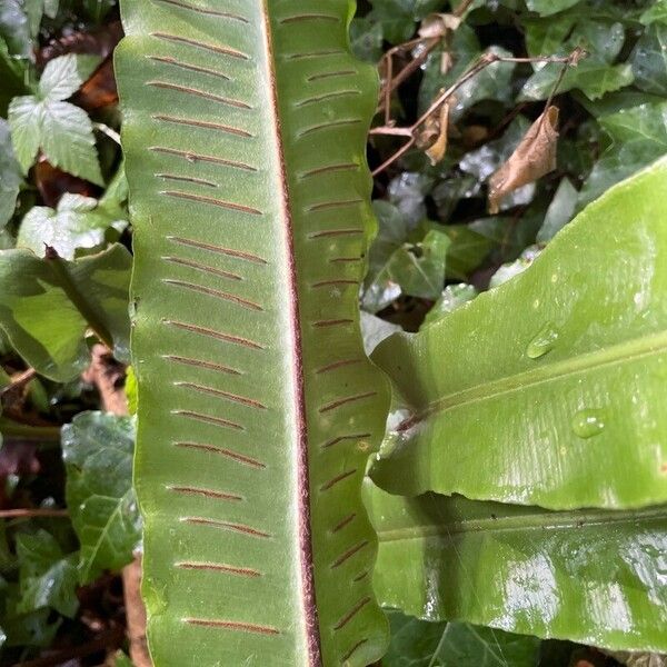 Asplenium scolopendrium Frugt