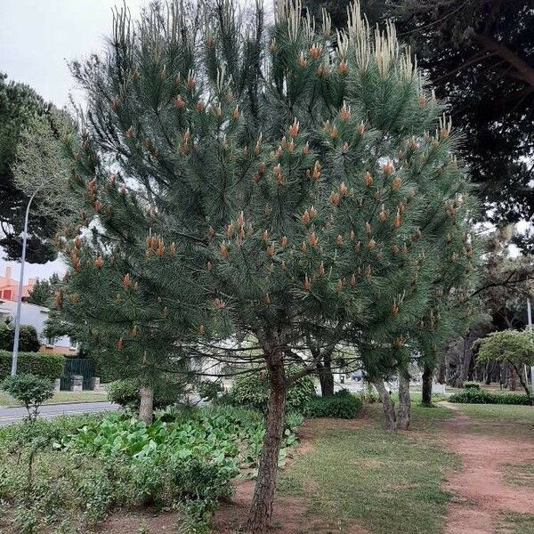 Pinus pinea ശീലം