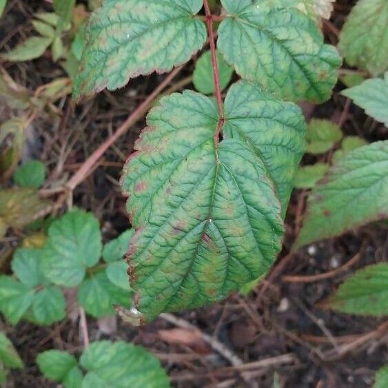 Astilbe longicarpa Deilen