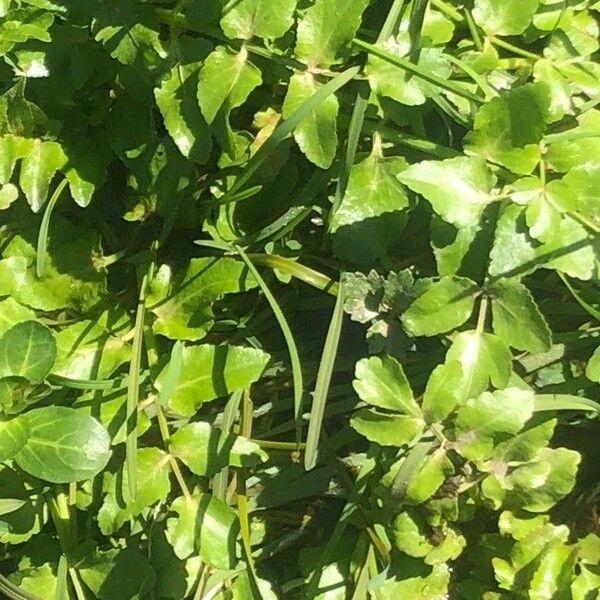 Nasturtium officinale Lehti