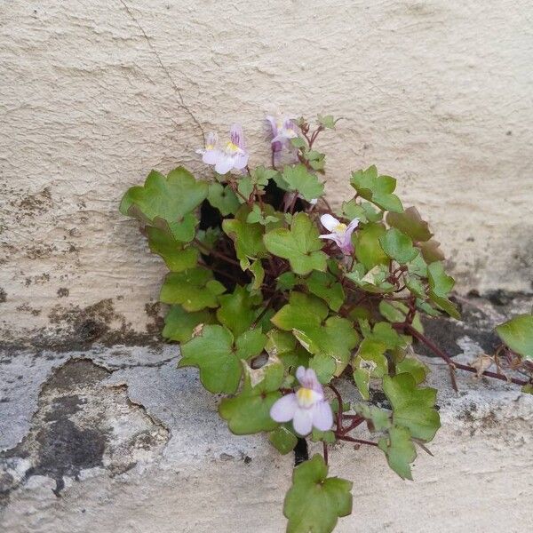 Cymbalaria muralis Агульны выгляд