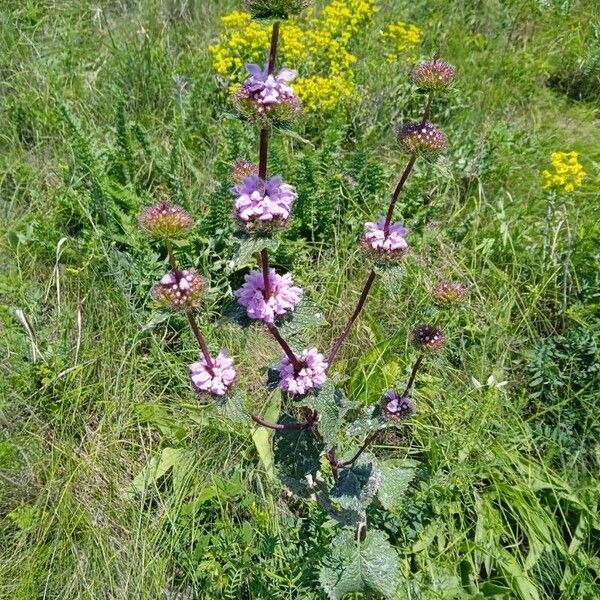 Phlomoides tuberosa Цвят