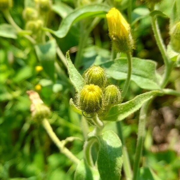 Andryala integrifolia 其他