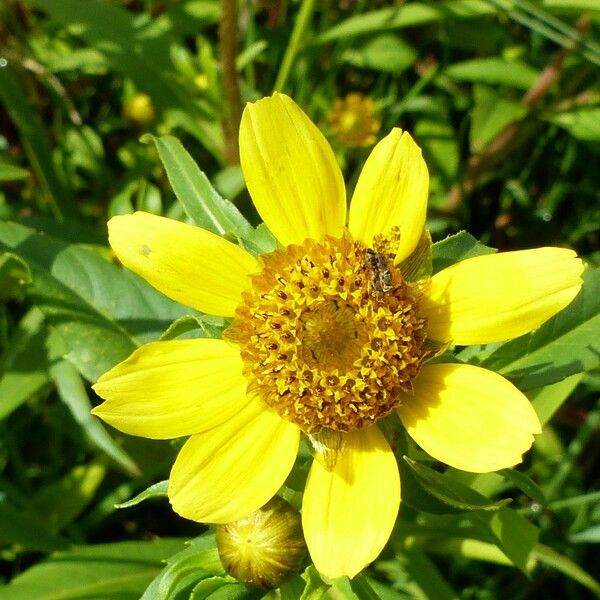 Bidens cernua Flower