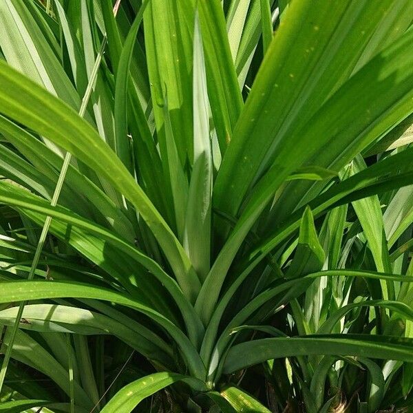 Pandanus amaryllifolius Φύλλο