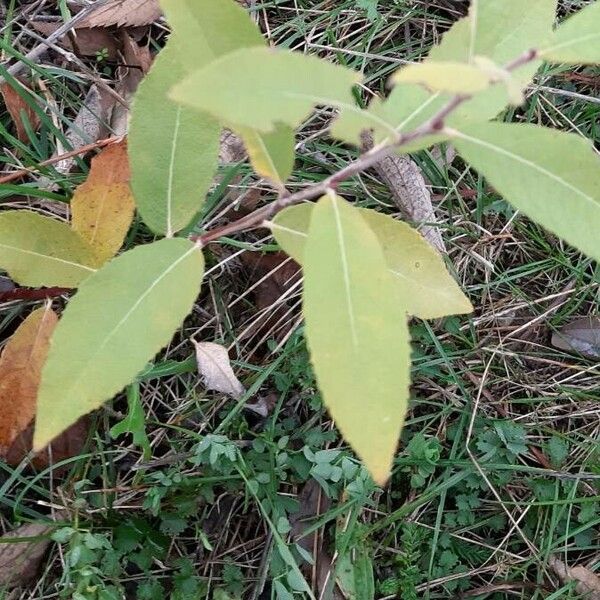 Salix cinerea ഇല