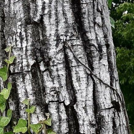 Swietenia mahagoni Kôra