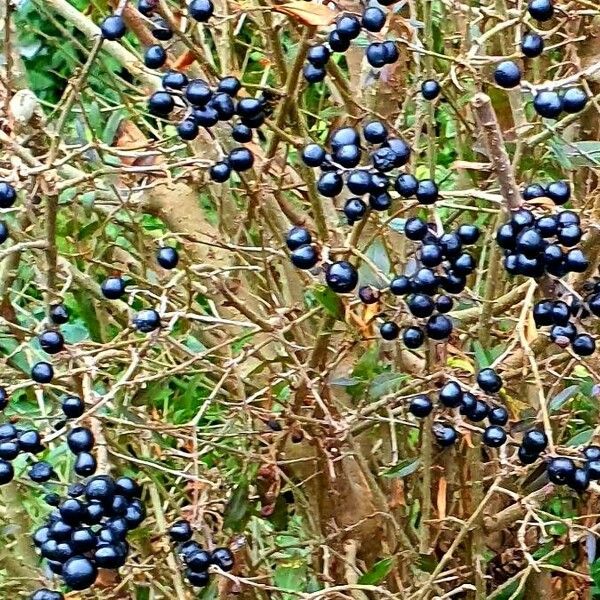 Ligustrum vulgare Fruit