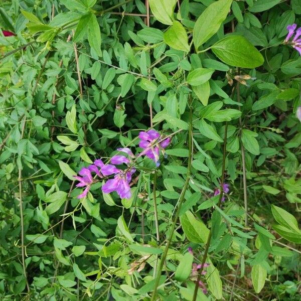 Vicia americana Flower